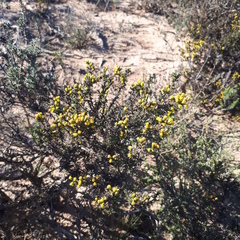Marasmodes oligocephala