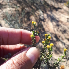 Marasmodes oligocephala