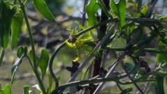Matelea sagittifolia