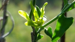Matelea sagittifolia