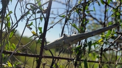 Matelea sagittifolia