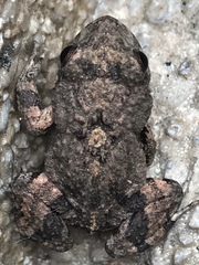 Guayaquil Dwarf Frog photo 5