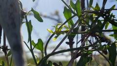 Matelea sagittifolia