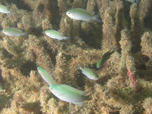 Draad-juffer (Neopomacentrus filamentosus) — Pomacentridae — 2