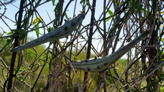 Matelea sagittifolia