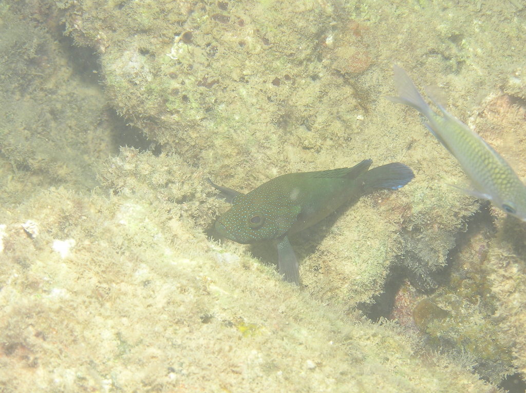 Blue-finned Rock Cod
