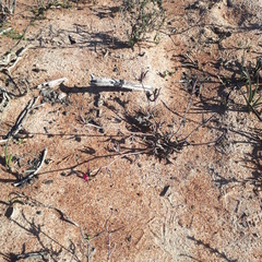 Lampranthus spiniformis