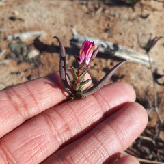 Lampranthus spiniformis