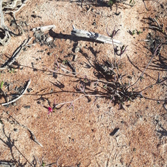 Lampranthus spiniformis