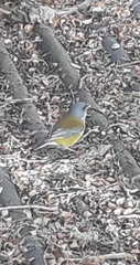 Phrygilus
