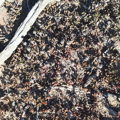 Lampranthus debilis