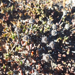 Lampranthus debilis