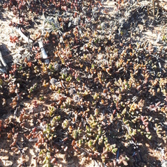Lampranthus debilis