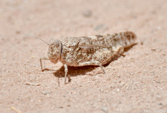 Tuarega insignis