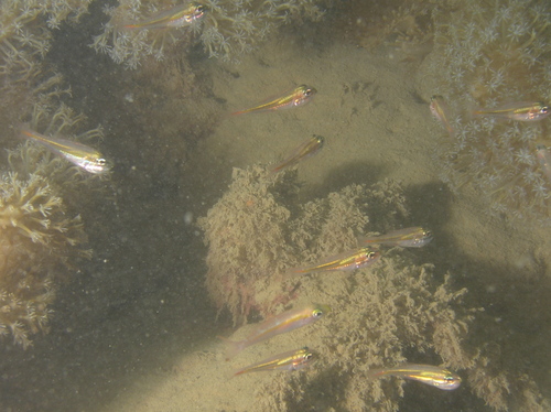 Midget cardinalfish (Ostorhinchus nanus) — Apogonidae — 4