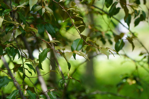 Elaeagnus glabra (Elaeagnus glabra)