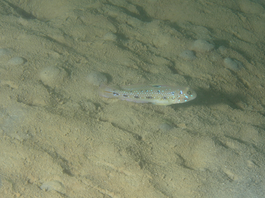 Spinecheek goby