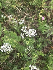 Bifora americana