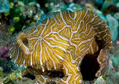 Psychedelic Frogfish photo 3