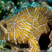 Psychedelic Frogfish - Photo (c) 
David Hall / seaphotos.com, some rights reserved (CC BY-SA)