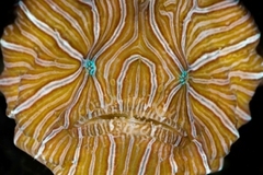 Psychedelic Frogfish photo 2