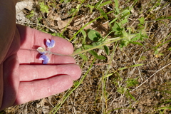 Lupinus affinis