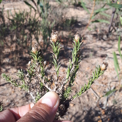 Oedera fruticosa