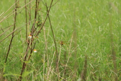 Hydrobasileus croceus