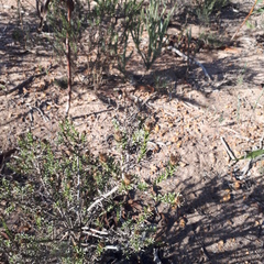 Oedera fruticosa