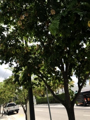 Gonopterodendron arboreum