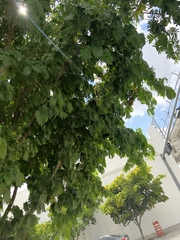 Gonopterodendron arboreum