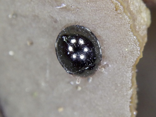 Aphanocephalus observed 2024-04-29