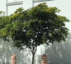 Gonopterodendron arboreum