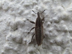 Lixus albomarginatus