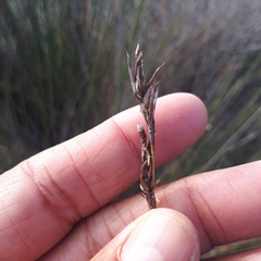 Thamnochortus bachmannii