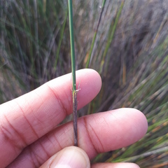 Thamnochortus bachmannii