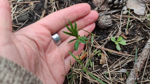 Trifolium lupinaster iNat (2)