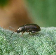 Hemiglyptus basalis