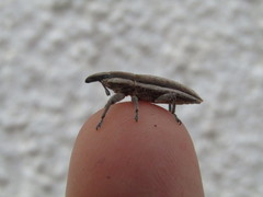 Lixus albomarginatus