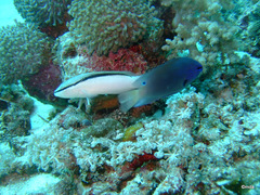 Pseudochromis perspicillatus