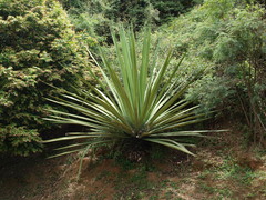 Furcraea andina