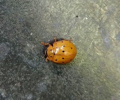 Harmonia sedecimnotata