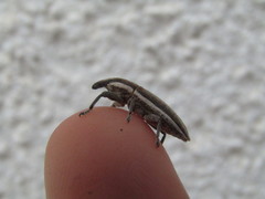 Lixus albomarginatus