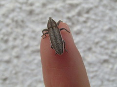 Lixus albomarginatus