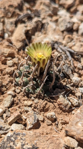 Pediocactus peeblesianus