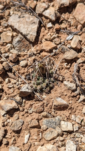 Pediocactus peeblesianus