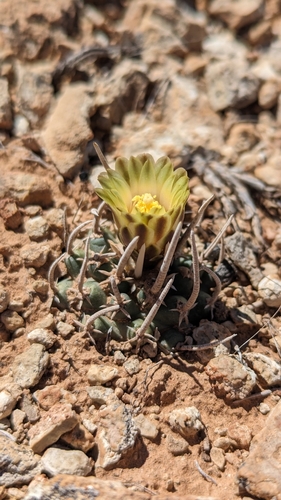 Image of Pediocactus peeblesianus by (c) Andrew Dudley, some rights reserved (CC BY)