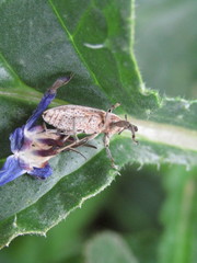 Lixus albomarginatus