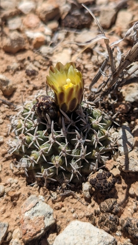 Image of Pediocactus peeblesianus by (c) Andrew Dudley, some rights reserved (CC BY)