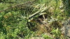 Agave bracteosa